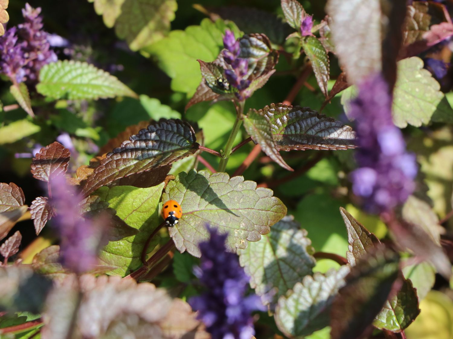 Anis-Duftnessel 'Little Adder' - Agastache rugosa 'Little Adder'