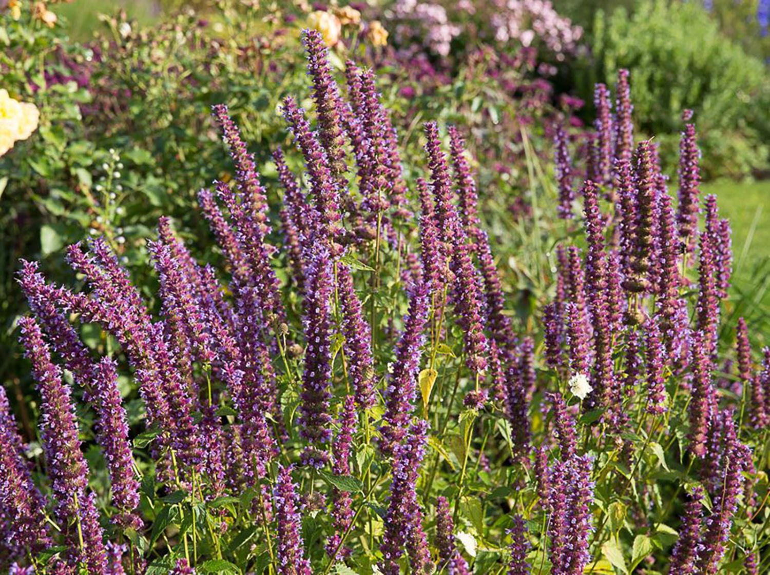 Anis-Duftnessel 'Purple Haze' ®