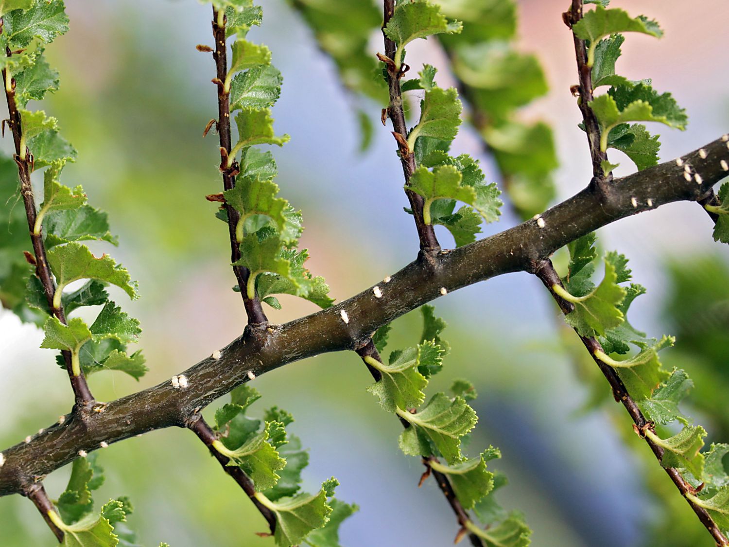Scheinbuchen (Nothofagus)