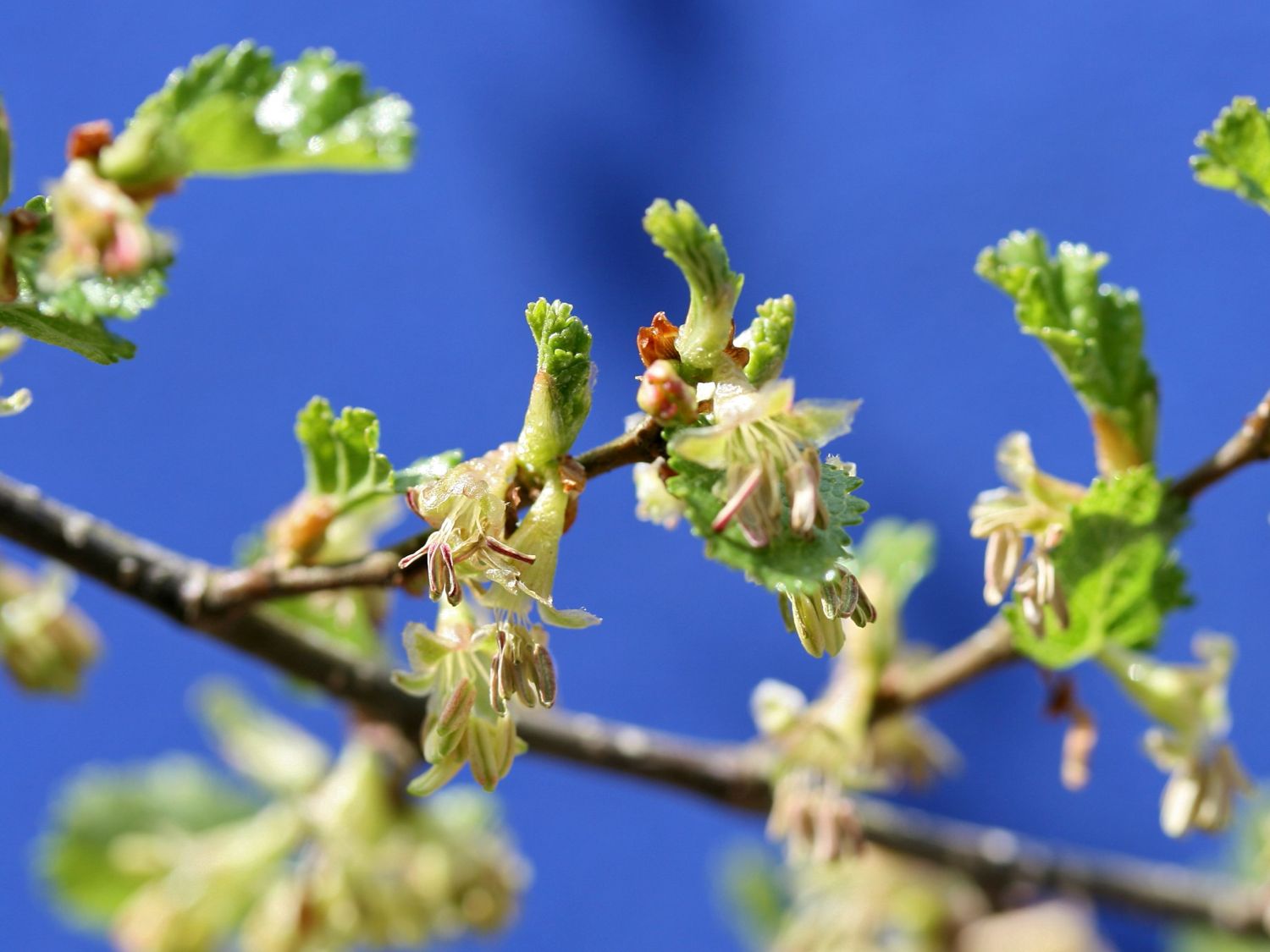 Scheinbuchengewächse (Nothofagaceae)
