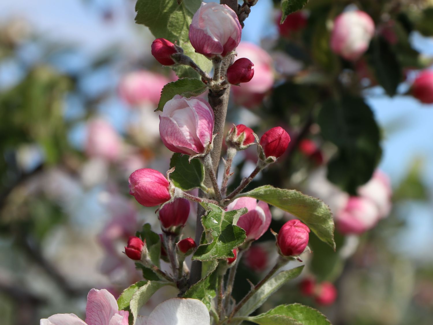 Apfel 'Ecolette' - Malus 'Ecolette'