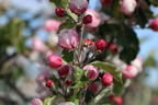 Apfel 'Ecolette' - Malus 'Ecolette'