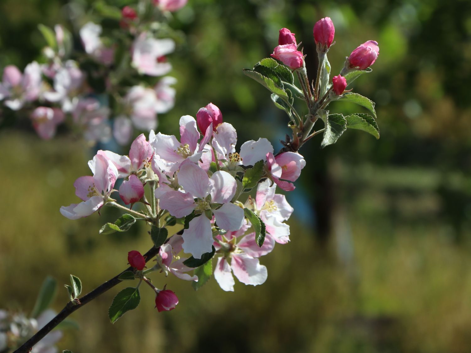 Apfel 'Ecolette' - Malus 'Ecolette'