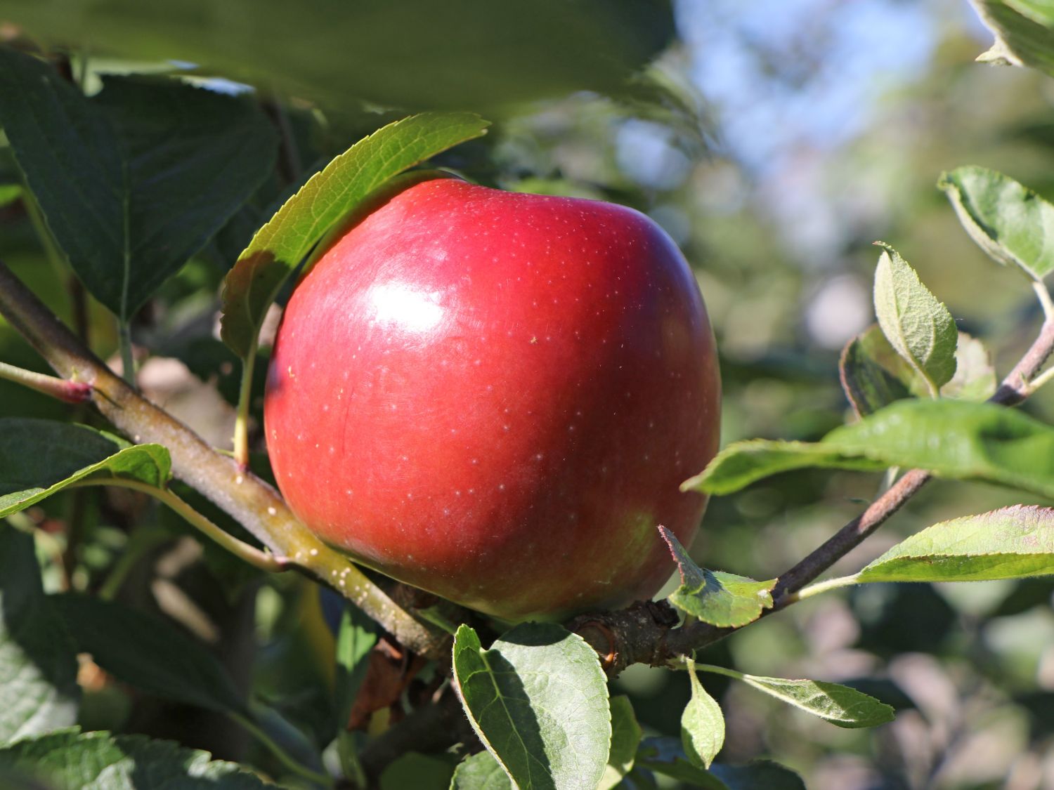 Apfel 'Ecolette'
