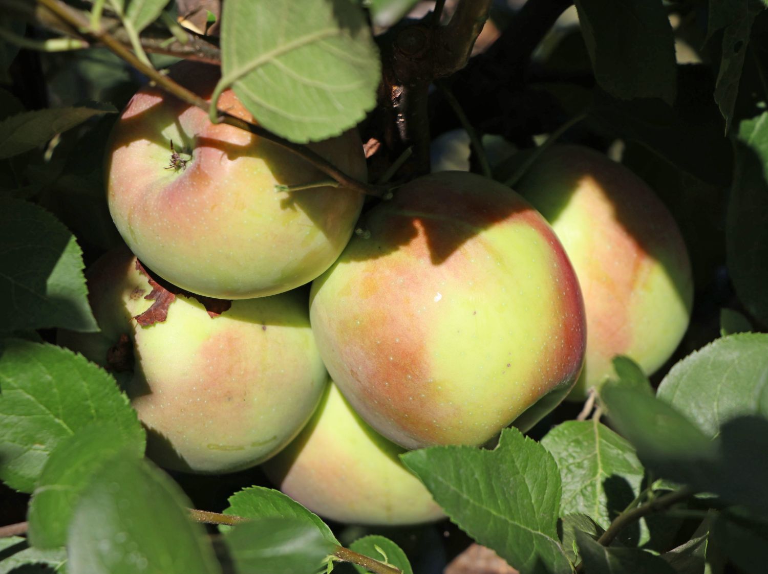 Apfel 'Ecolette' - Malus 'Ecolette'
