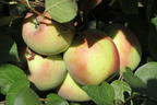Apfel 'Ecolette' - Malus 'Ecolette'