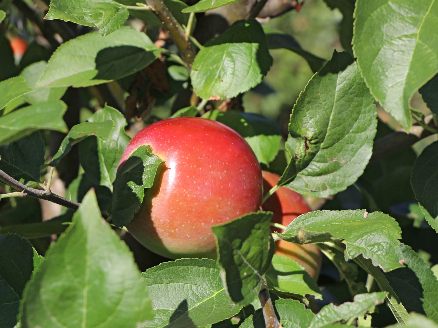 Apfel 'Ecolette' - Malus 'Ecolette'