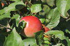 Apfel 'Ecolette' - Malus 'Ecolette'
