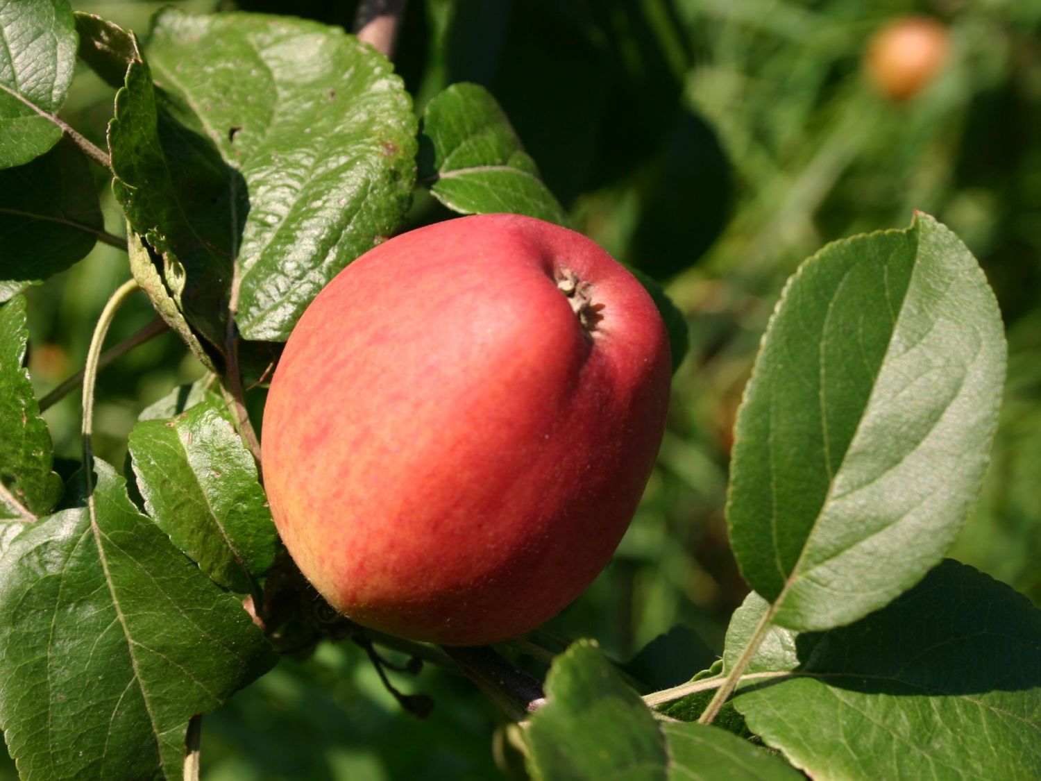 Apfel 'Erbachhofer Mostapfel'