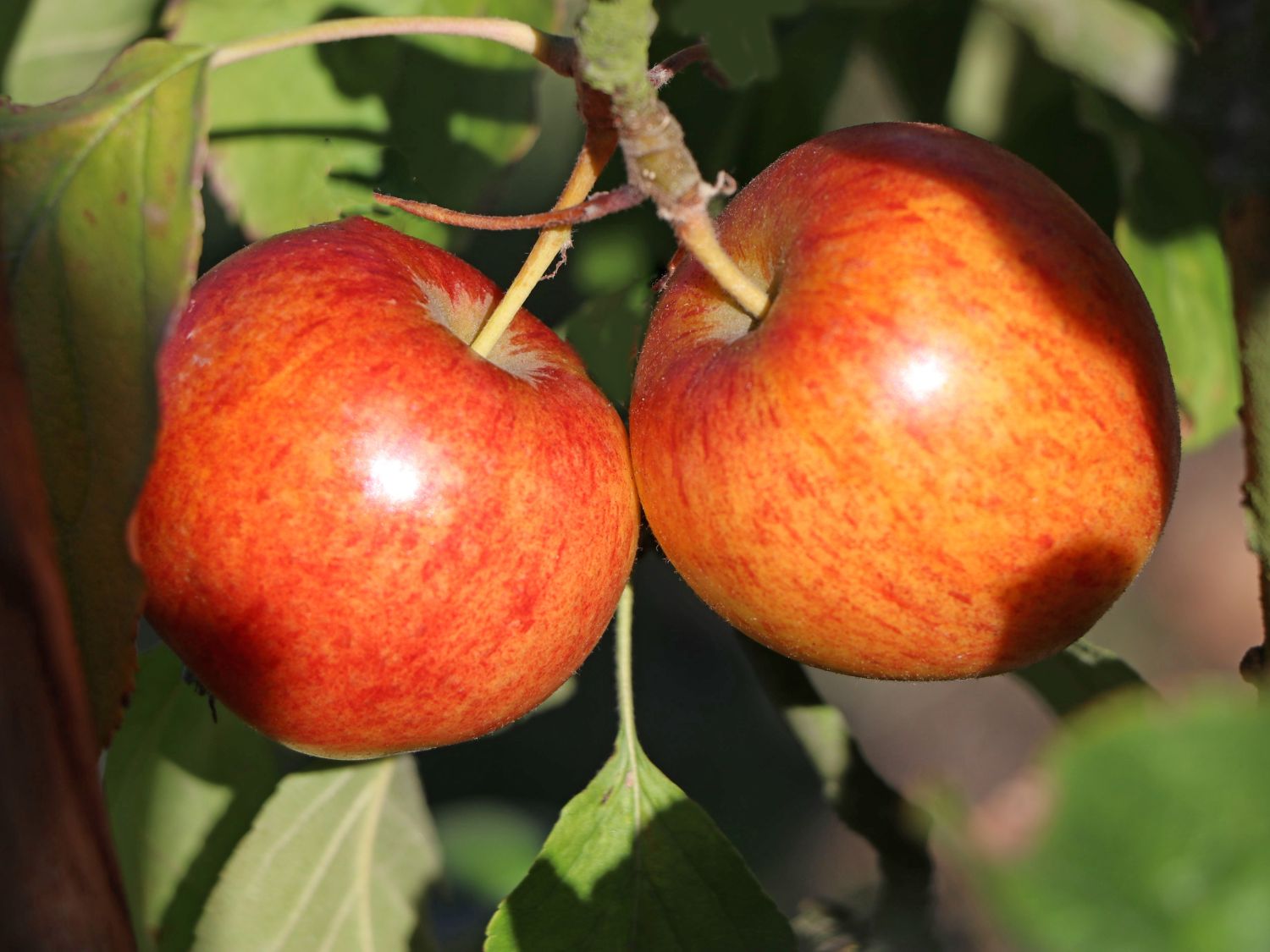 Apfel 'Geheimrat Dr. Oldenburg'