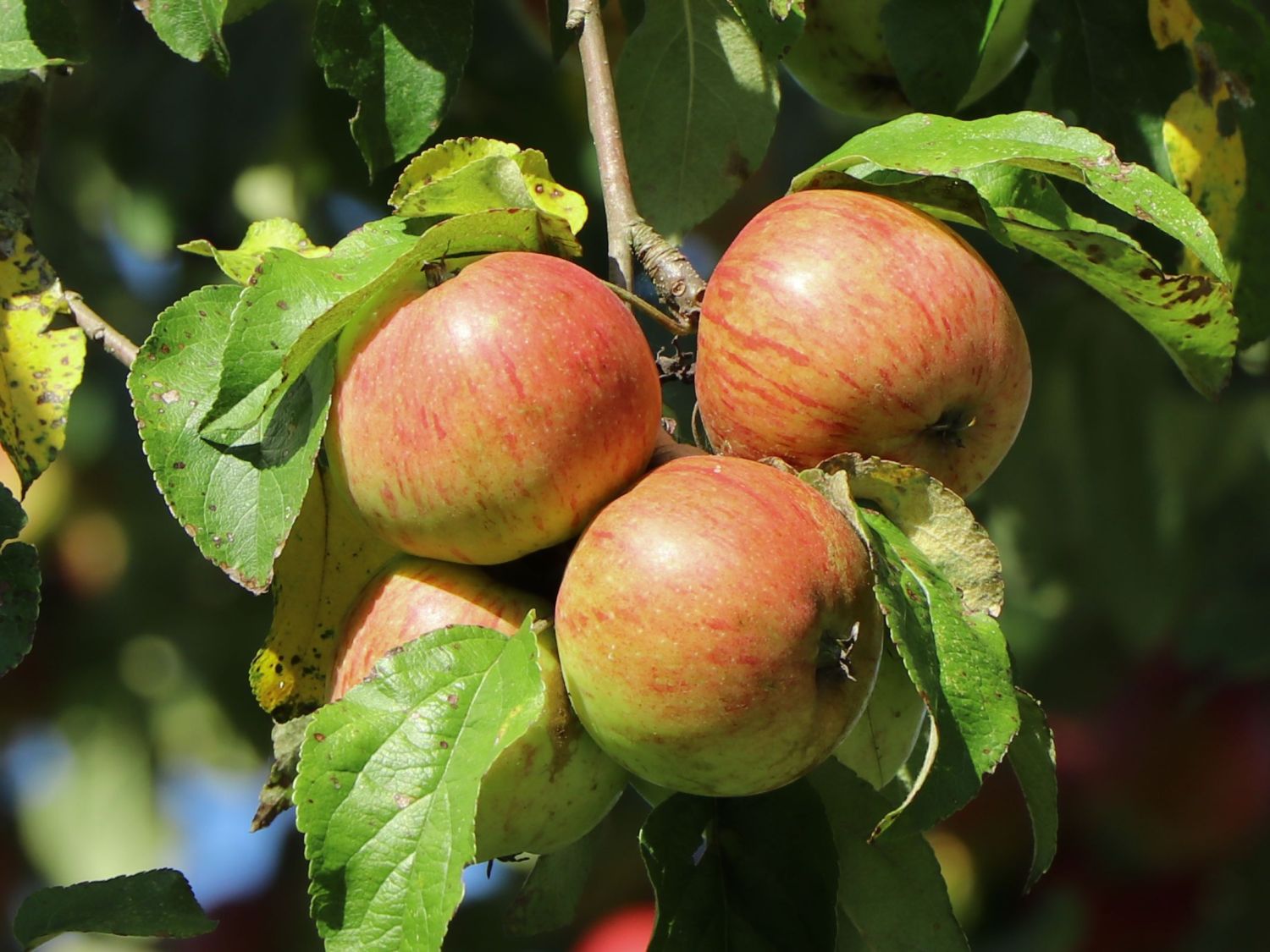 Apfel 'Harberts Renette'