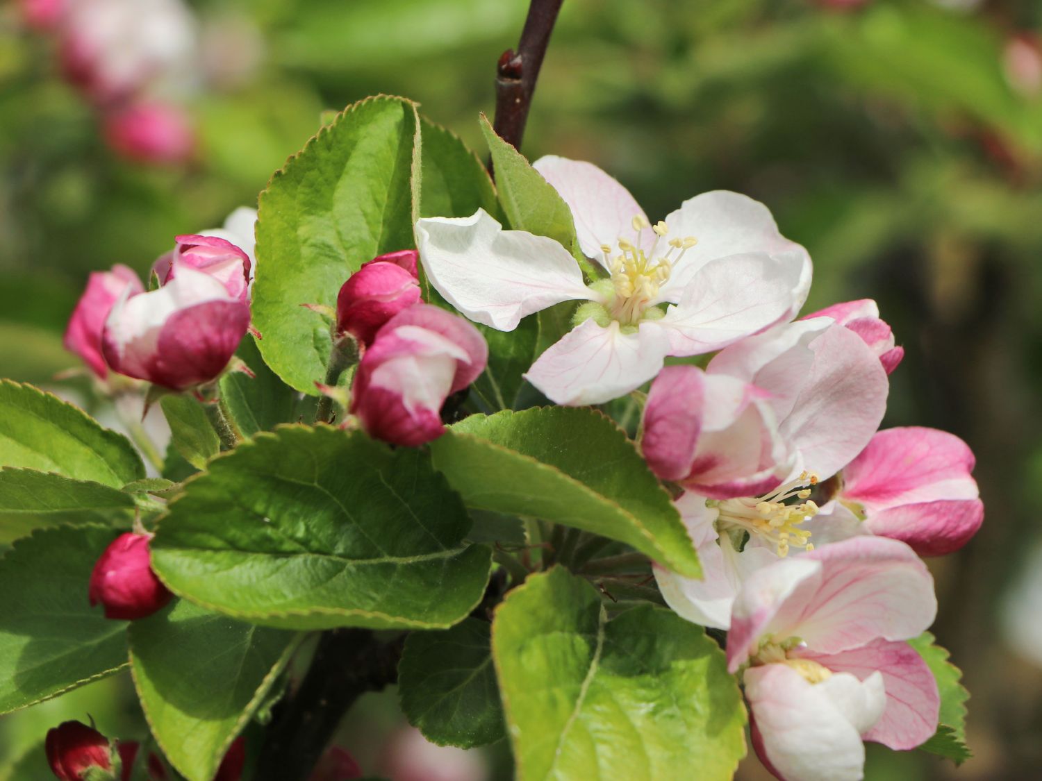 Apfel 'Karmijn de Sonnaville' - Malus domestica 'Karmijn de Sonnaville'