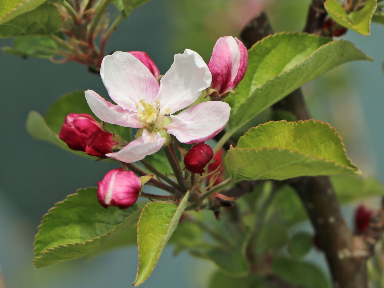 Apfel 'Karmijn de Sonnaville' - Malus domestica 'Karmijn de Sonnaville'