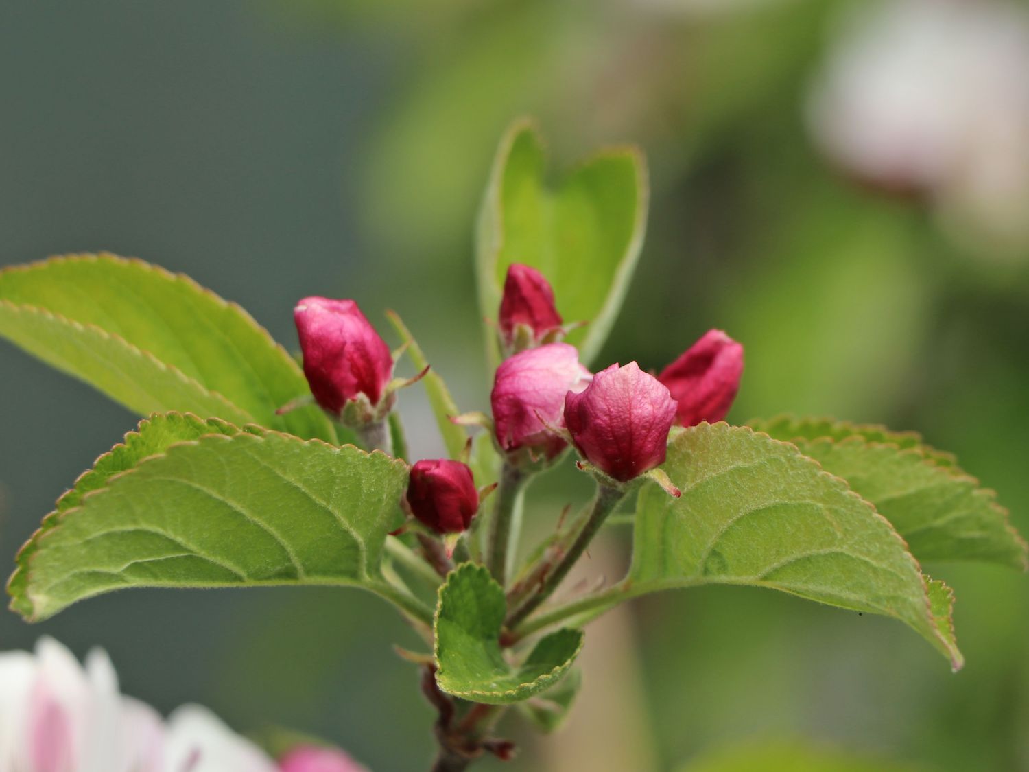 Apfel 'Karmijn de Sonnaville' - Malus domestica 'Karmijn de Sonnaville'