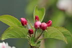 Apfel 'Karmijn de Sonnaville' - Malus domestica 'Karmijn de Sonnaville'