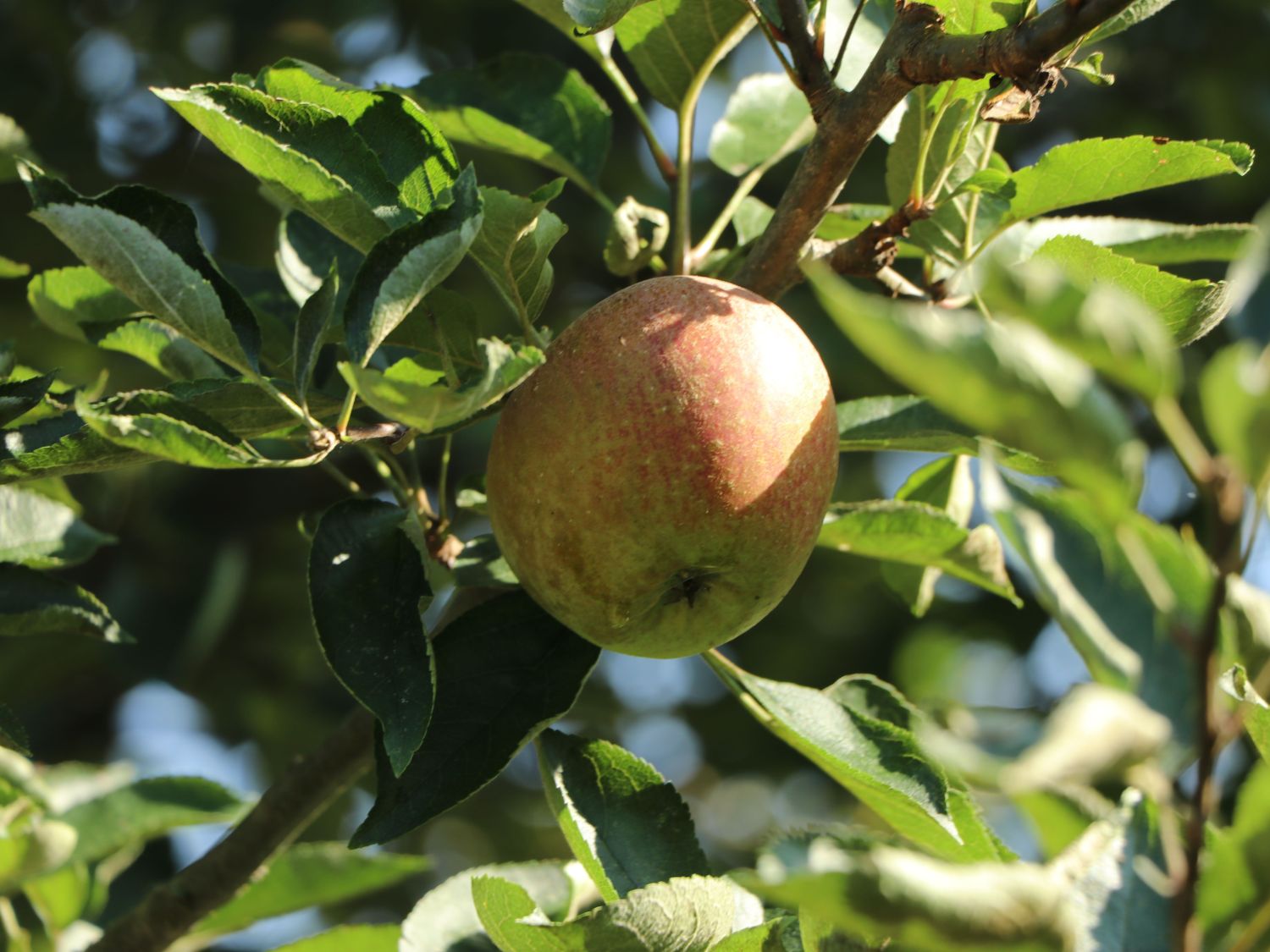 Apfel 'Kirgisischer Herbstapfel'