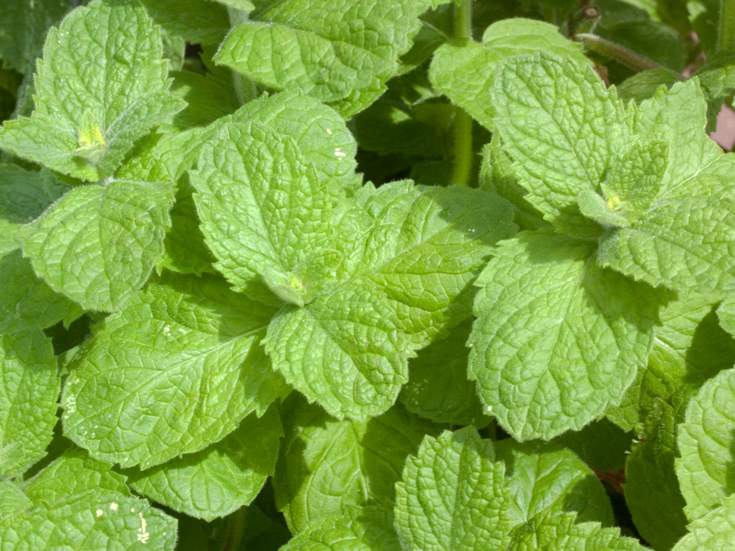 Minzen (Mentha) Infos & Pflanzen dieser Gattung
