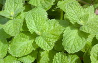 Apfel-Minze 'Apple Mint'