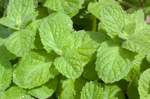Apfel-Minze 'Apple Mint' - Mentha suaveolens 'Apple Mint'