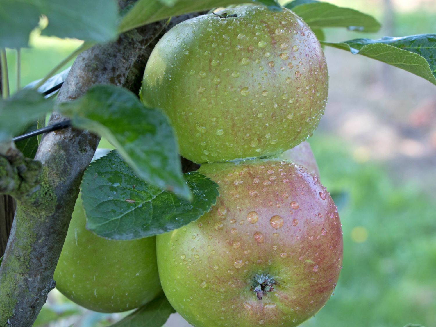 Apfel 'Pohorka'