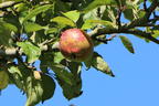 Apfel 'Pohorka' - Malus 'Pohorka'