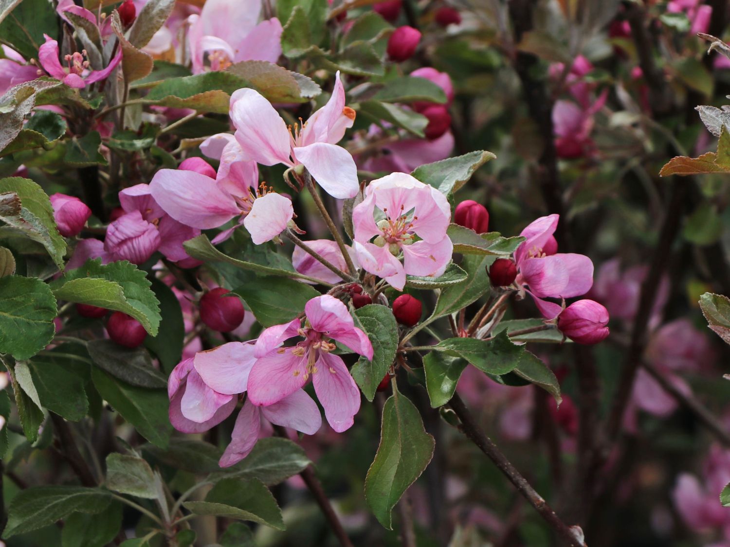 Apfel Redlove ® 'Circe' - Malus domestica Redlove ® 'Circe'