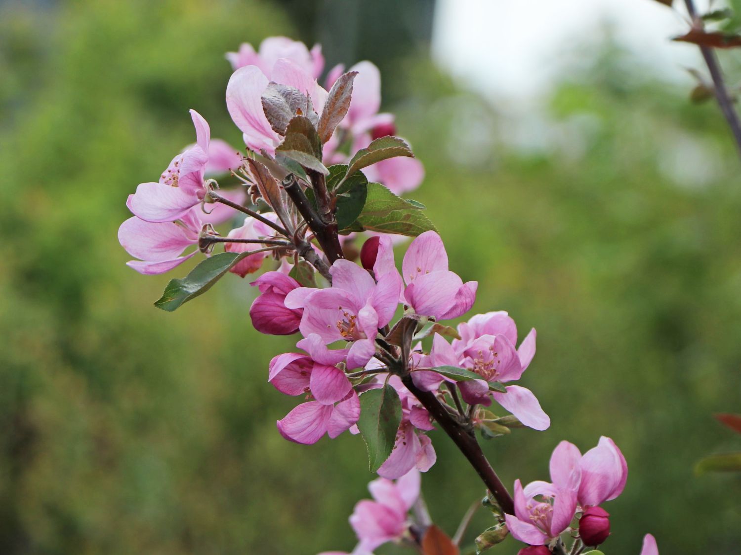 Apfel Redlove ® 'Circe' - Malus domestica Redlove ® 'Circe'