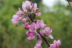 Apfel Redlove ® 'Circe' - Malus domestica Redlove ® 'Circe'