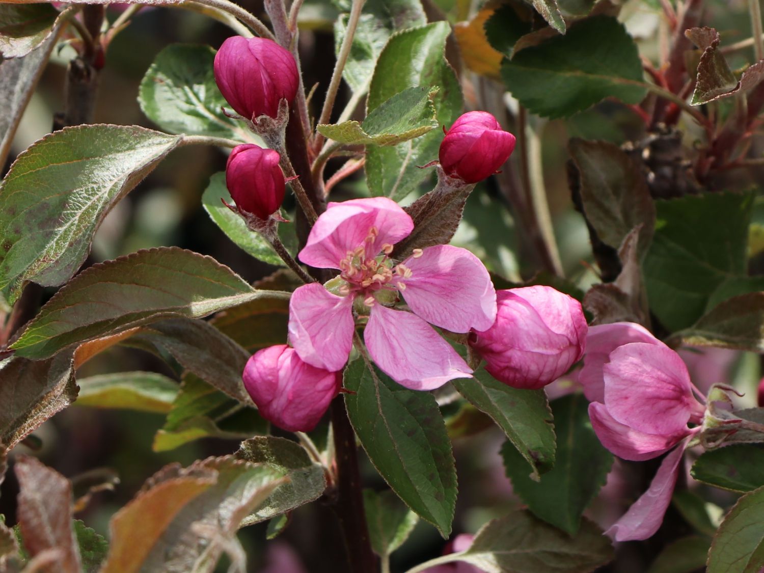 Apfel Redlove ® 'Circe' - Malus domestica Redlove ® 'Circe'