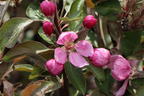 Apfel Redlove ® 'Circe' - Malus domestica Redlove ® 'Circe'