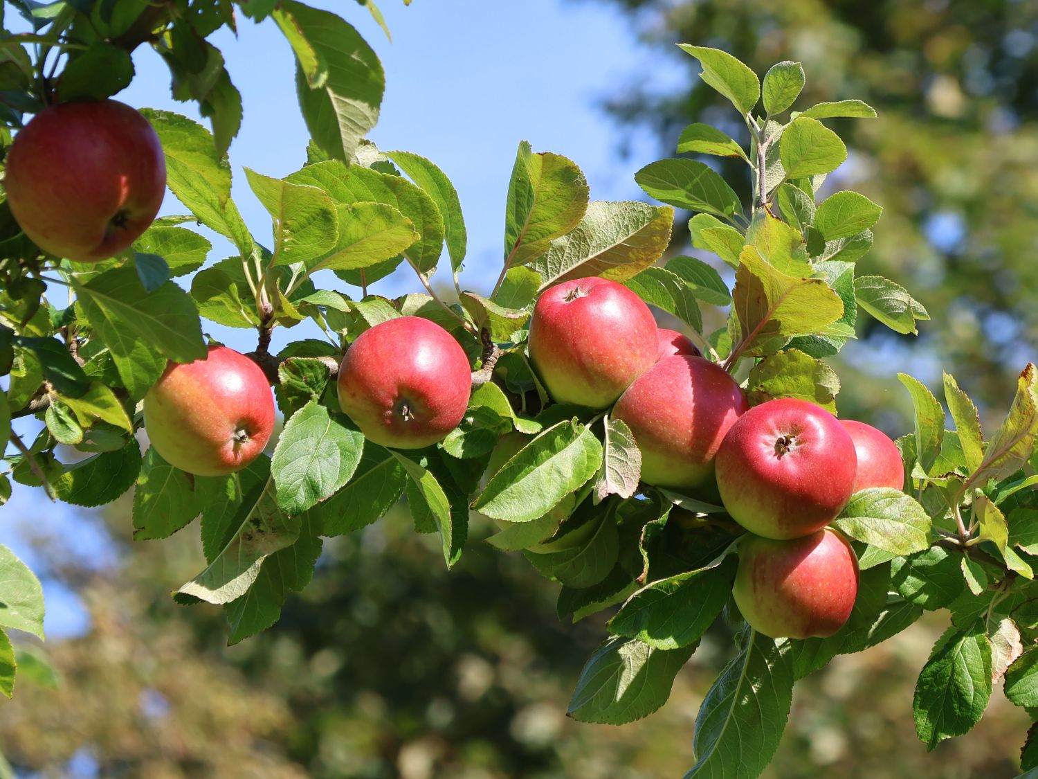 Apfel 'Rheinischer Krummstiel'