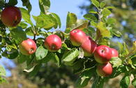 Apfel 'Rheinischer Krummstiel'