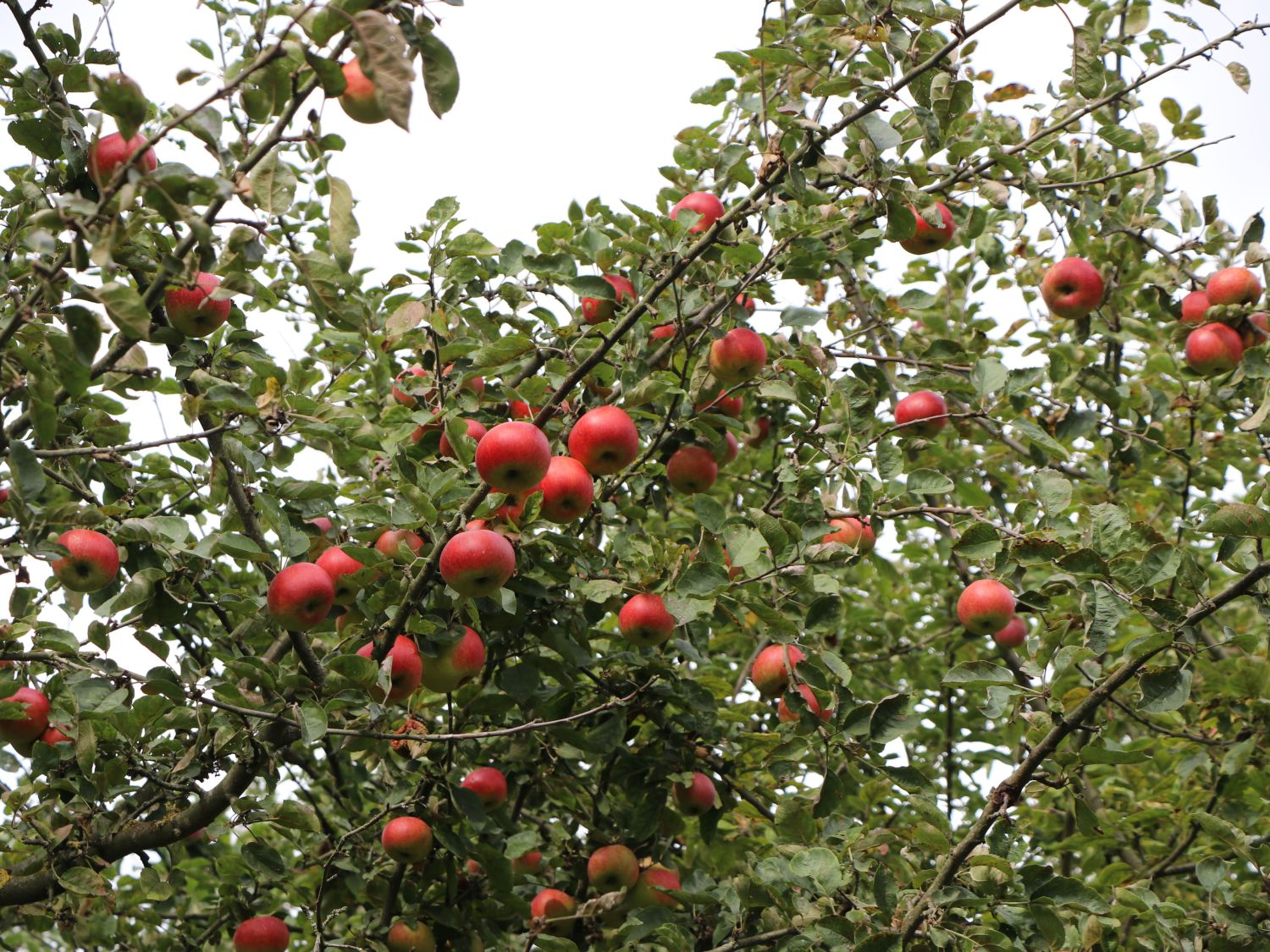 Herbstapfel 'Uelzener Rambour' - Malus domestica 'Uelzener Rambour'