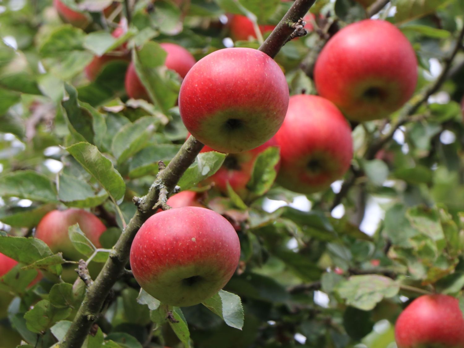 Herbstapfel 'Uelzener Rambour' - Malus domestica 'Uelzener Rambour'