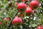 Herbstapfel 'Uelzener Rambour' - Malus domestica 'Uelzener Rambour'
