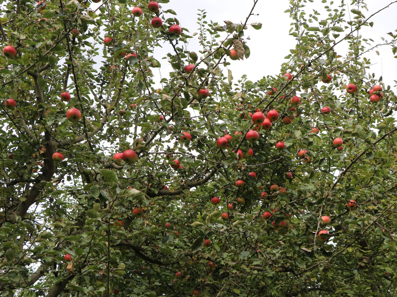 Herbstapfel 'Uelzener Rambour' - Malus domestica 'Uelzener Rambour'