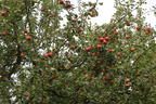 Herbstapfel 'Uelzener Rambour' - Malus domestica 'Uelzener Rambour'