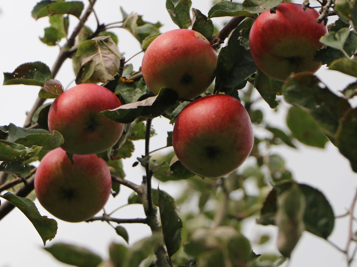 Herbstapfel 'Uelzener Rambour' - Malus domestica 'Uelzener Rambour'