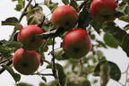 Herbstapfel 'Uelzener Rambour' - Malus domestica 'Uelzener Rambour'