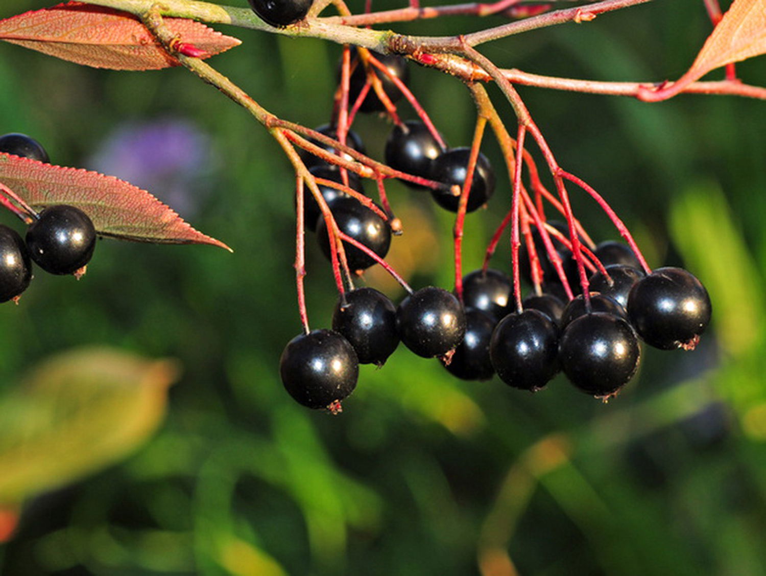 Apfelbeere 'Aron' - Aronia melanocarpa 'Aron'