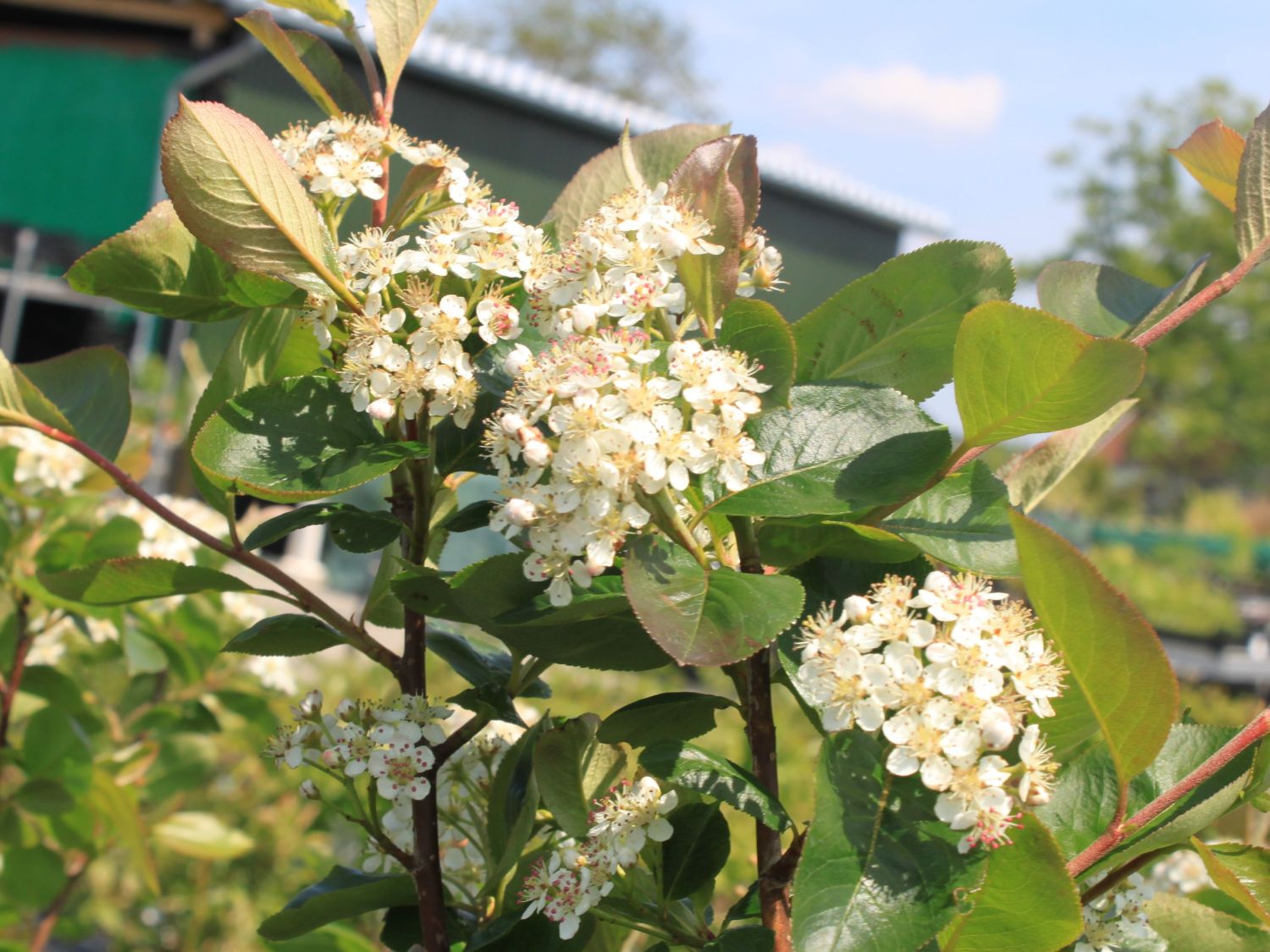 Apfelbeeren (Aronia)