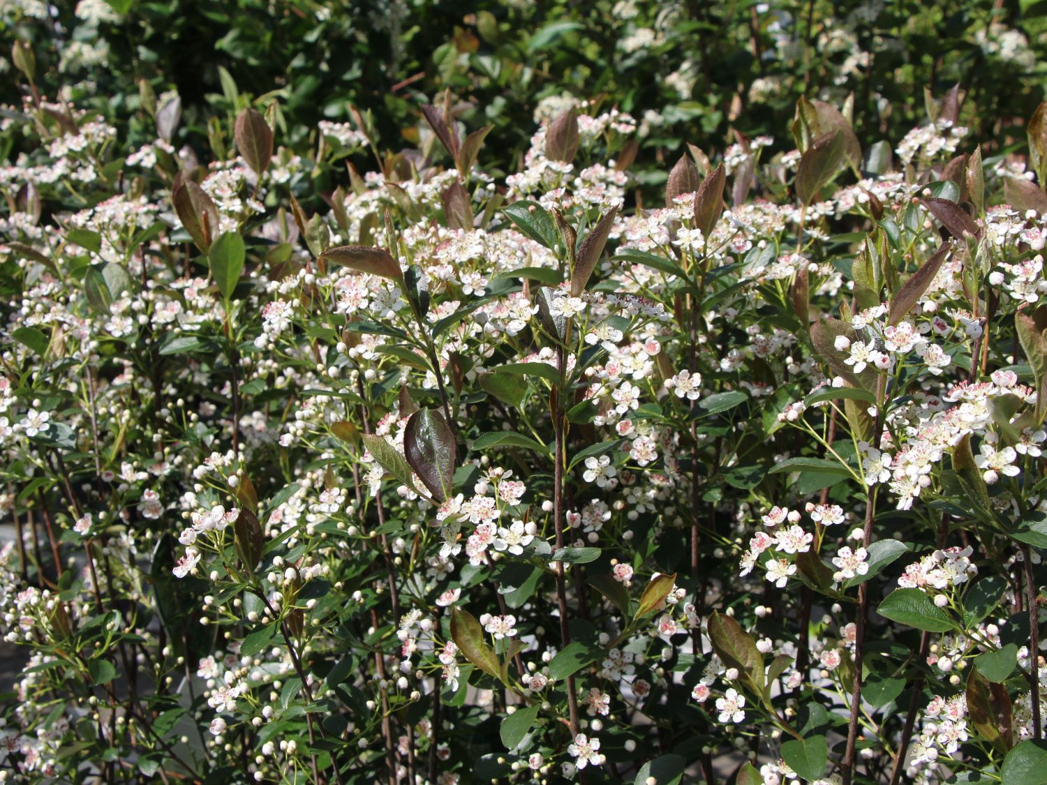 Apfelbeere 'Brilliant' - Aronia arbutifolia 'Brilliant'