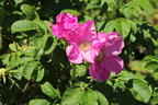 Apfelrose / Kartoffelrose / Hagebutte - Rosa rugosa