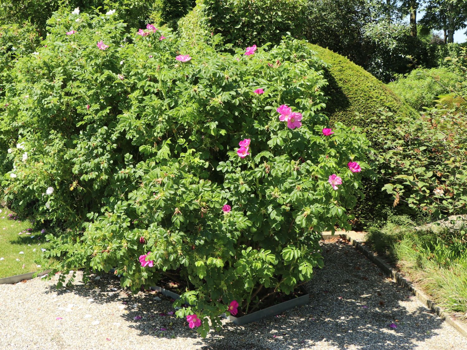 Apfelrose / Kartoffelrose / Hagebutte - Rosa rugosa