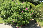 Apfelrose / Kartoffelrose / Hagebutte - Rosa rugosa