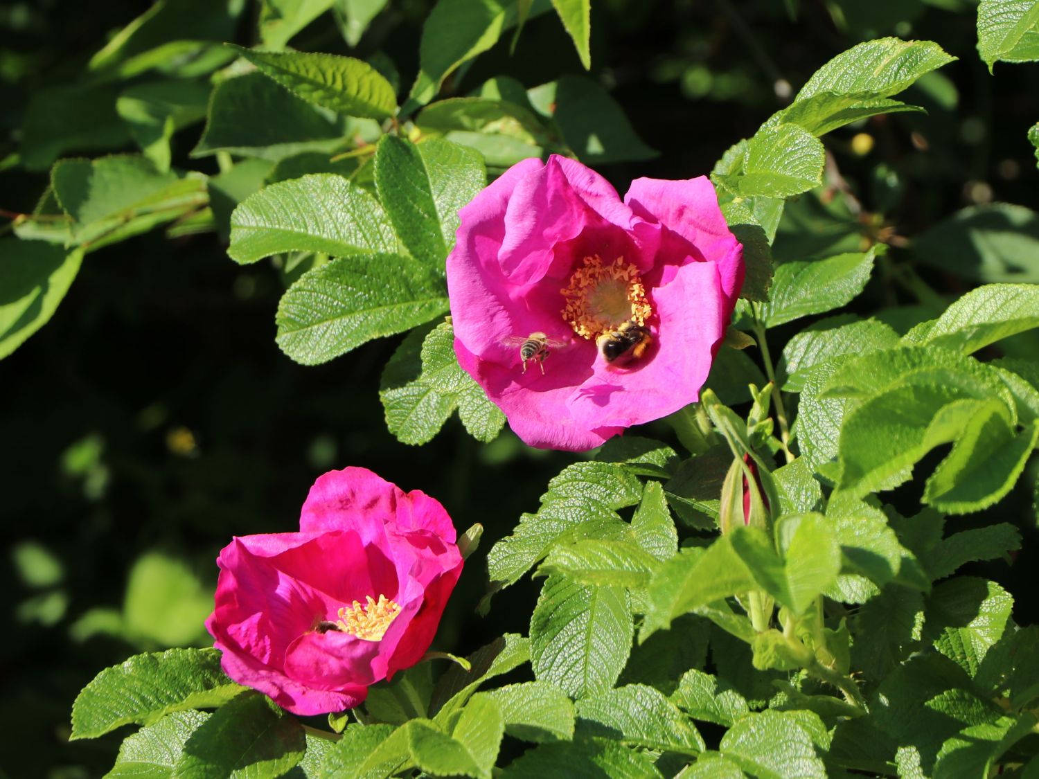 Apfelrose / Kartoffelrose / Hagebutte - Rosa rugosa