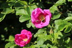 Apfelrose / Kartoffelrose / Hagebutte - Rosa rugosa