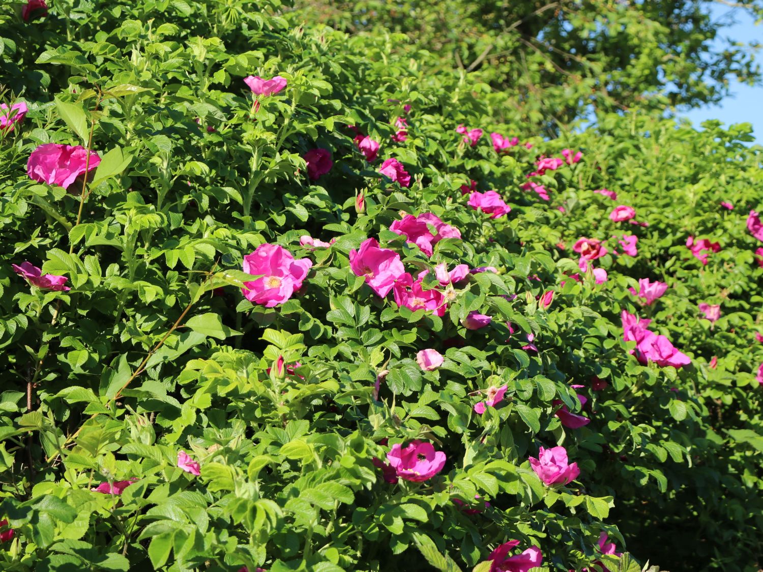 Apfelrose / Kartoffelrose / Hagebutte - Rosa rugosa