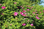 Apfelrose / Kartoffelrose / Hagebutte - Rosa rugosa