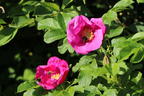 Apfelrose / Kartoffelrose / Hagebutte - Rosa rugosa